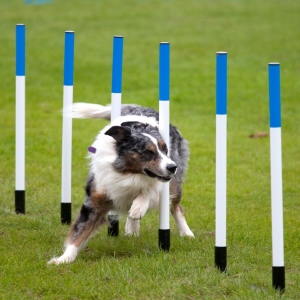 Agility Zomer 2025
