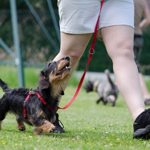 FCI Obedience Zomer 2025