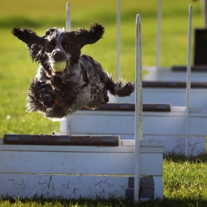 Flyball zomer 2025