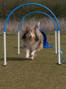 Hoopers najaar 2025