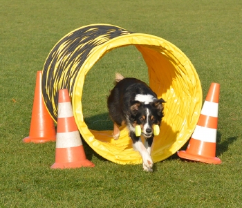GG Recreanten - Donderdag  20.30 uur - 18/09/2025 Violetta